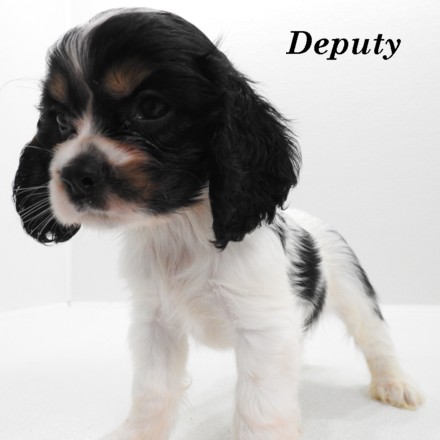 puppy, for, sale, Cockilier, Joe & Cherri  Overlease, dog, breeder, Miller, MO, dog-breeder, puppy-for-sale, forsale, nearby, find, puppyfind, locator, puppylocator, aca